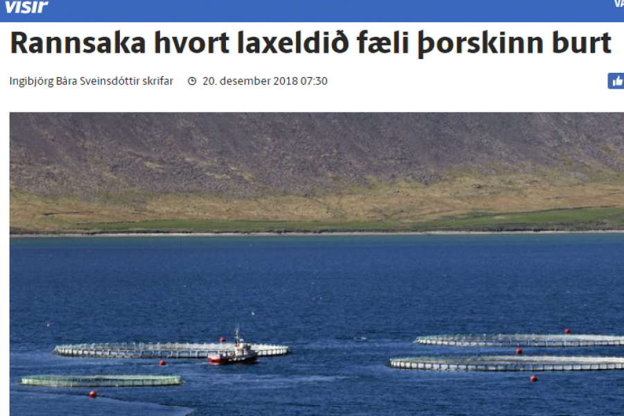 Norskir sjómenn óttast að laxeldi í opnum sjókvíum eyðileggi þorskveiðar
