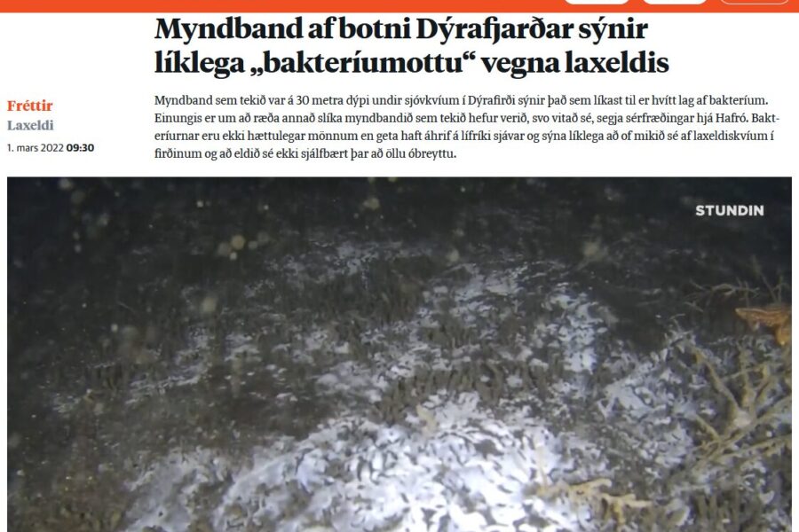 Myndband sýnir að botn Dýrafjarðar er þakinn hvítu bakteríuteppi vegna sjókvíaeldismengunar